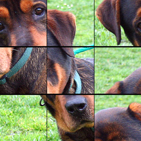 Image for Permuted Dogs vs. Cats